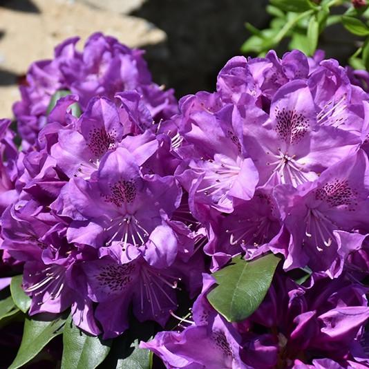 Rhododendron 'florence Parks' - View 23 from www redcrocus com
