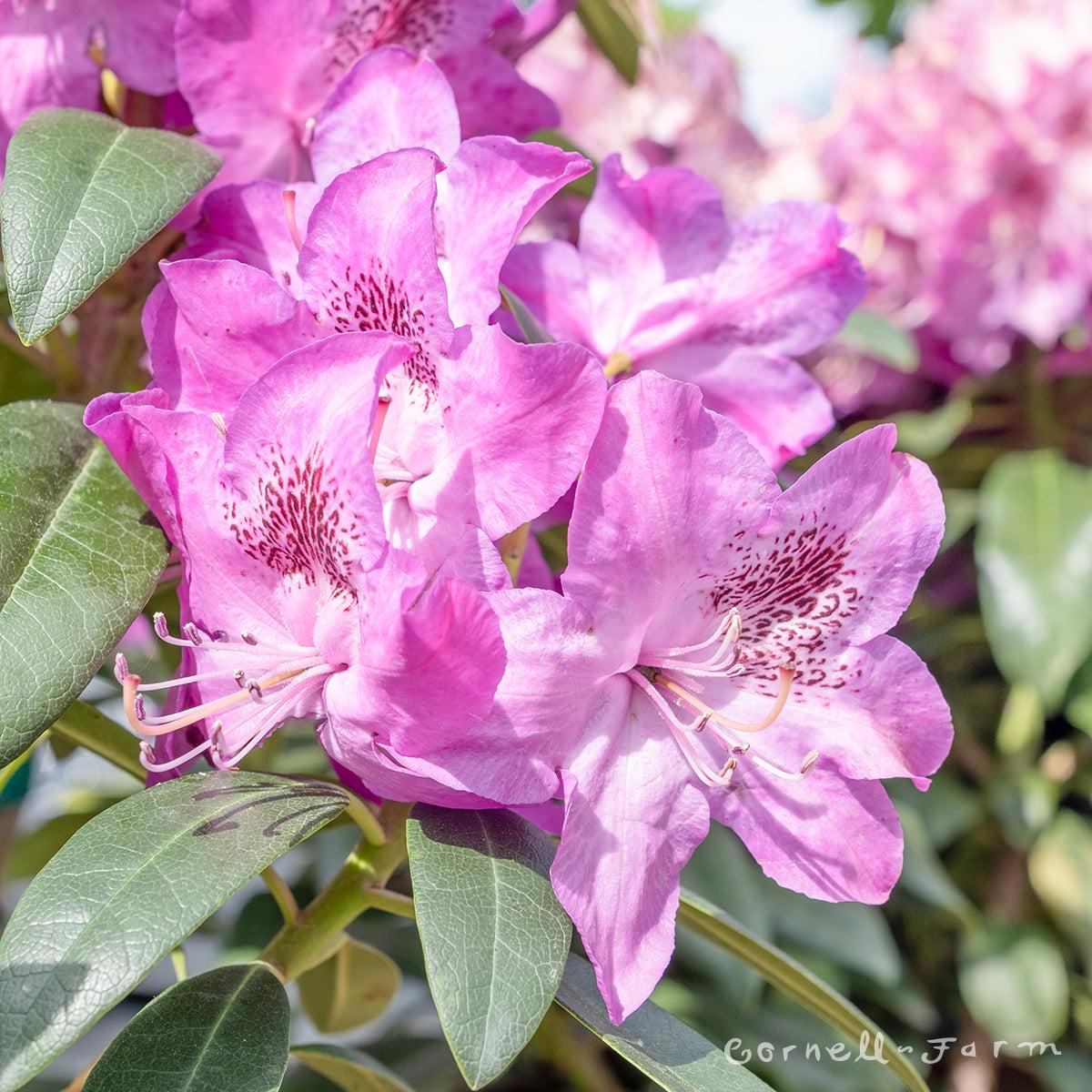 Rhododendron 'florence Parks' - View 26 from www redcrocus com