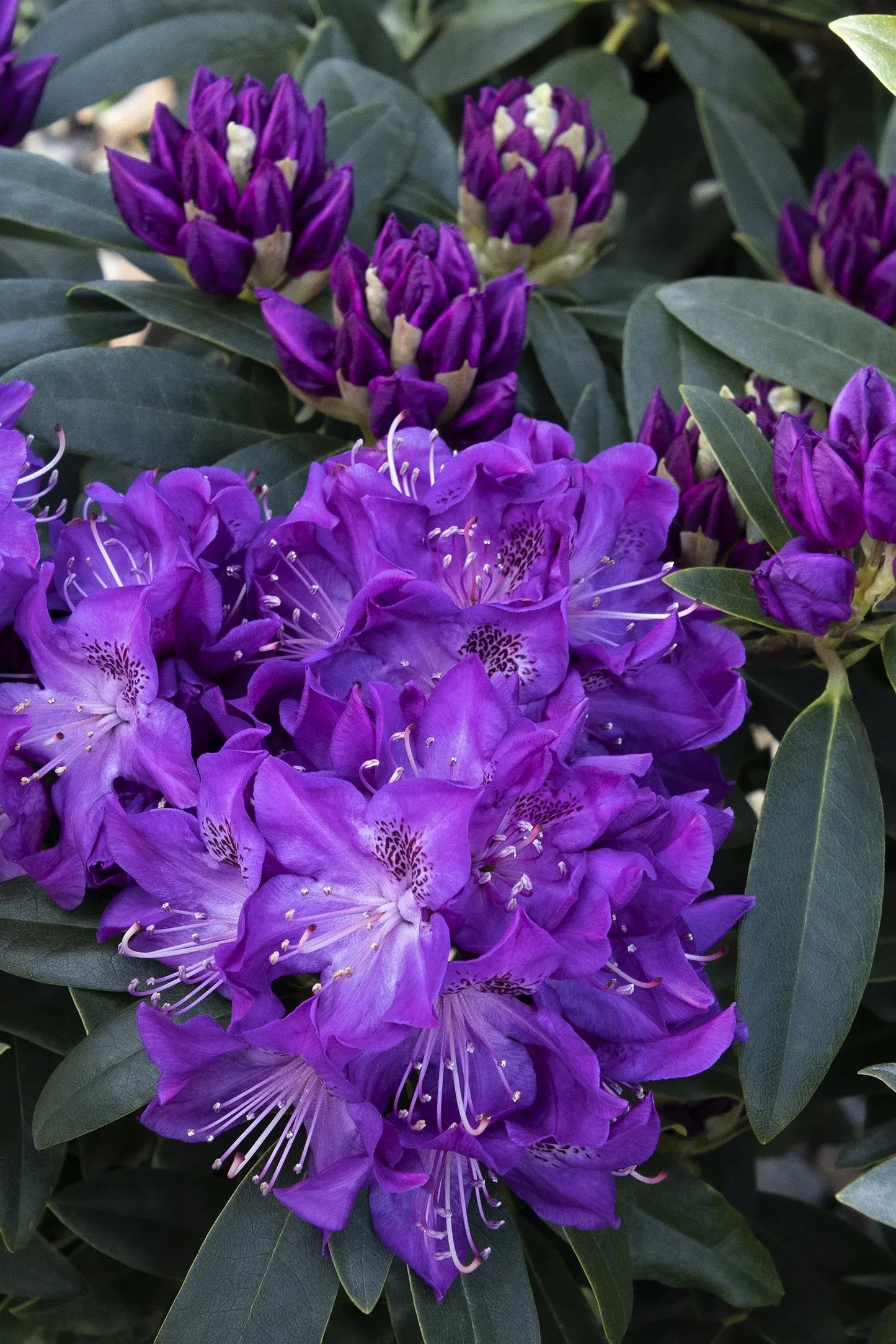 Rhododendron 'florence Parks' - View 3 from www redcrocus com
