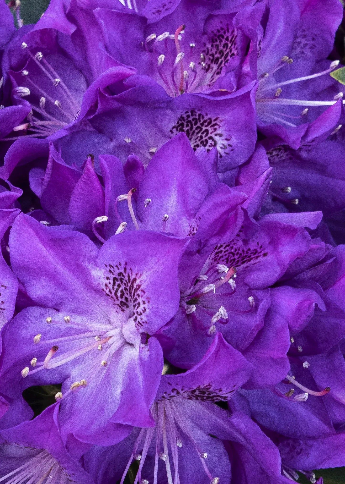 Rhododendron 'florence Parks' - View 4 from www redcrocus com