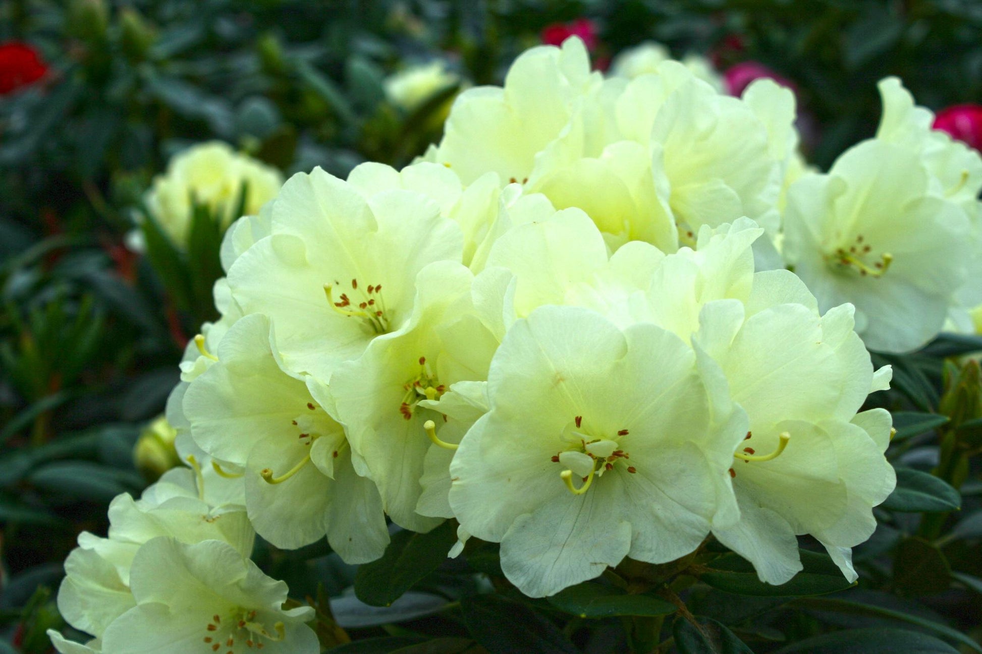 Rhododendron Lemon Dream - View 13 from www redcrocus com