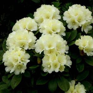 Rhododendron Lemon Dream - View 14 from www redcrocus com