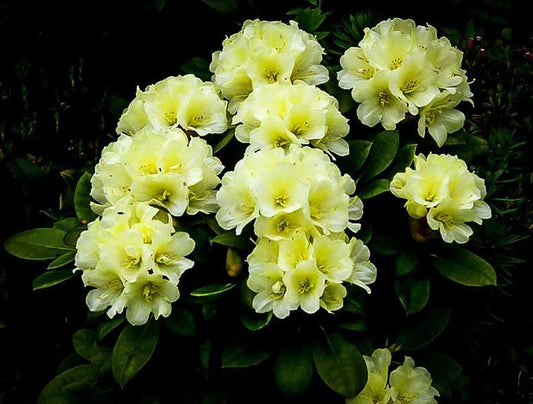 Rhododendron Lemon Dream - View 1 from www redcrocus com
