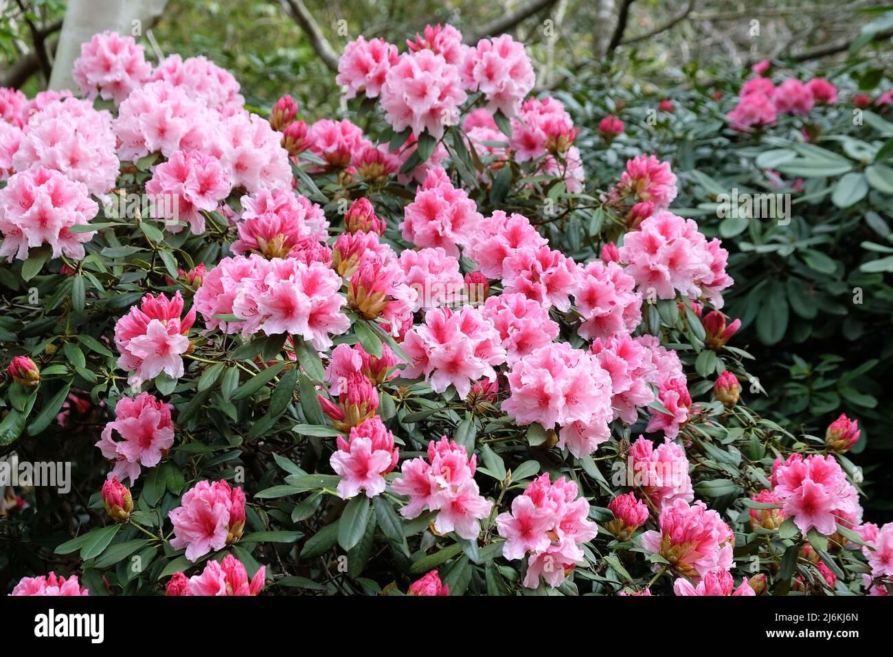 Rhododendron Spring Dawn - View 13 from www redcrocus com