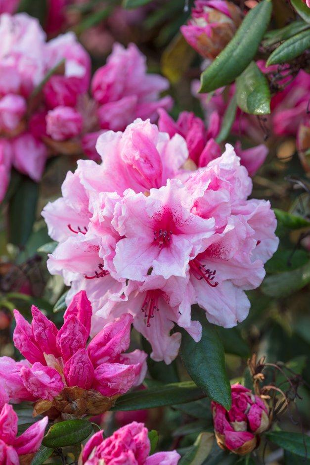 Rhododendron Spring Dawn - View 15 from www redcrocus com