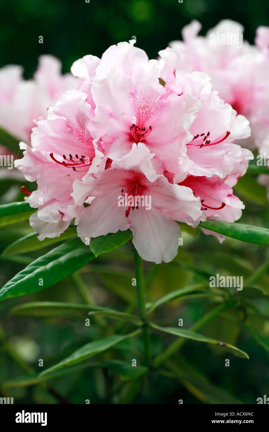 Rhododendron Spring Dawn - View 8 from www redcrocus com