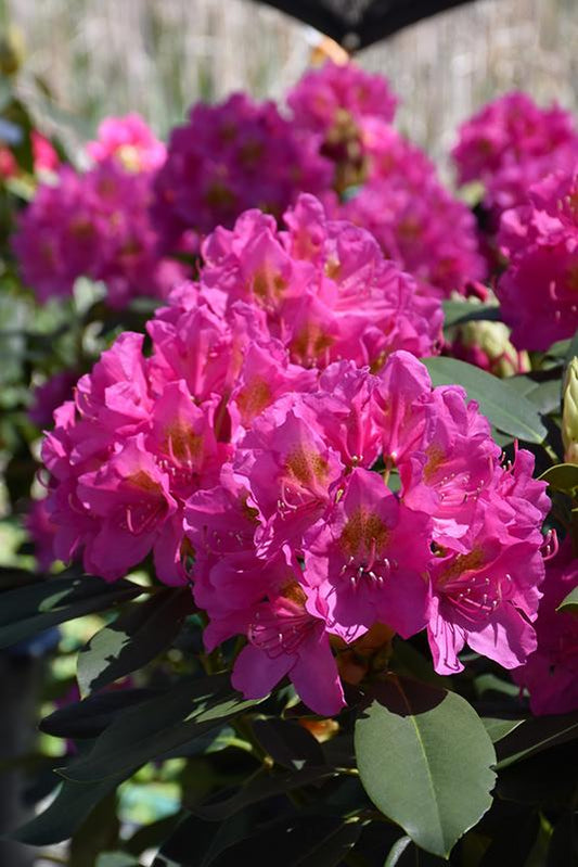 Rhododendron Spring Dawn - View 1 from www redcrocus com