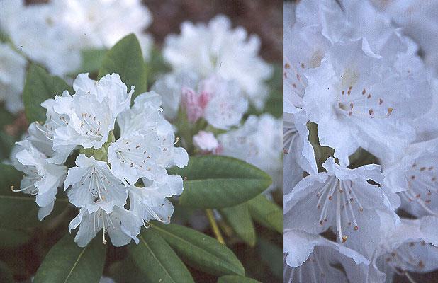 Rhododendron Boule De Neige - View 10 from www redcrocus com