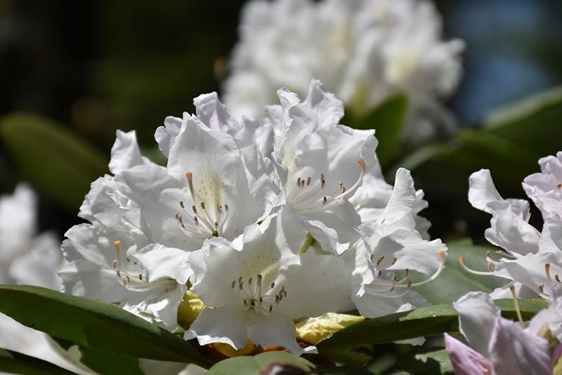 Rhododendron Boule De Neige - View 13 from www redcrocus com