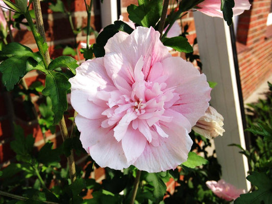 Hibiscus Syriacus Pink Chiffon Tree Form - View 10 from www redcrocus com