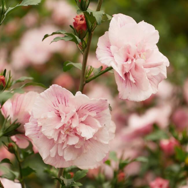 Hibiscus Syriacus Pink Chiffon Tree Form - View 14 from www redcrocus com