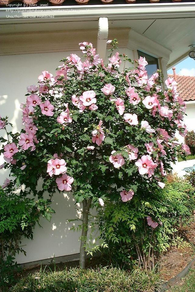 Hibiscus Syriacus Pink Chiffon Tree Form - View 15 from www redcrocus com