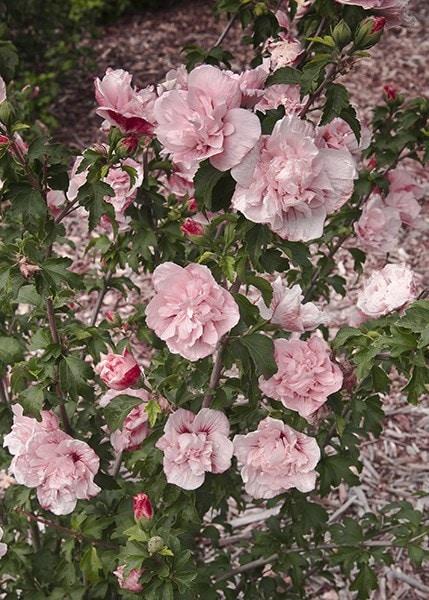 Hibiscus Syriacus Pink Chiffon Tree Form - View 18 from www redcrocus com