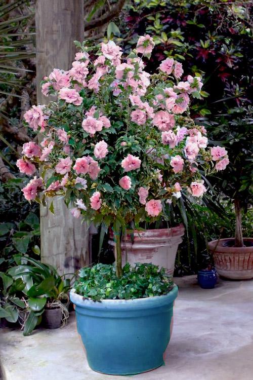 Hibiscus Syriacus Pink Chiffon Tree Form - View 19 from www redcrocus com