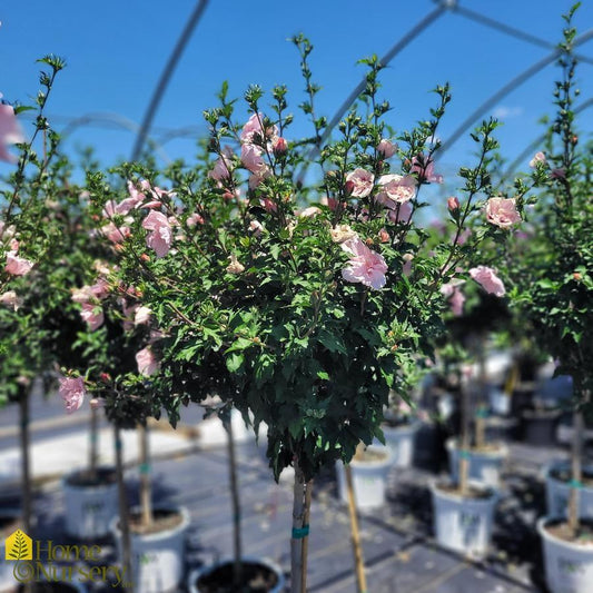 Hibiscus Syriacus Pink Chiffon Tree Form - View 1 from www redcrocus com