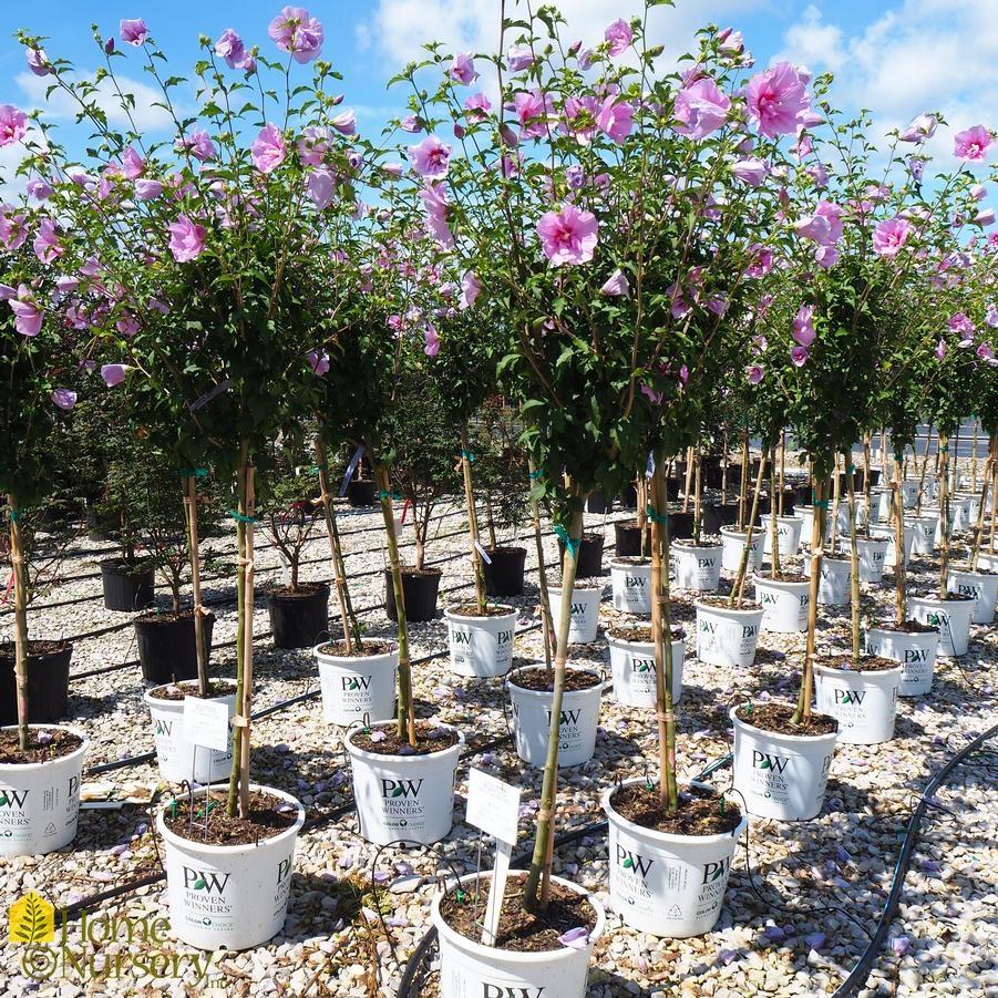 Hibiscus Syriacus Pink Chiffon Tree Form - View 2 from www redcrocus com