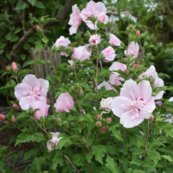 Hibiscus Syriacus Pink Chiffon Tree Form - View 6 from www redcrocus com