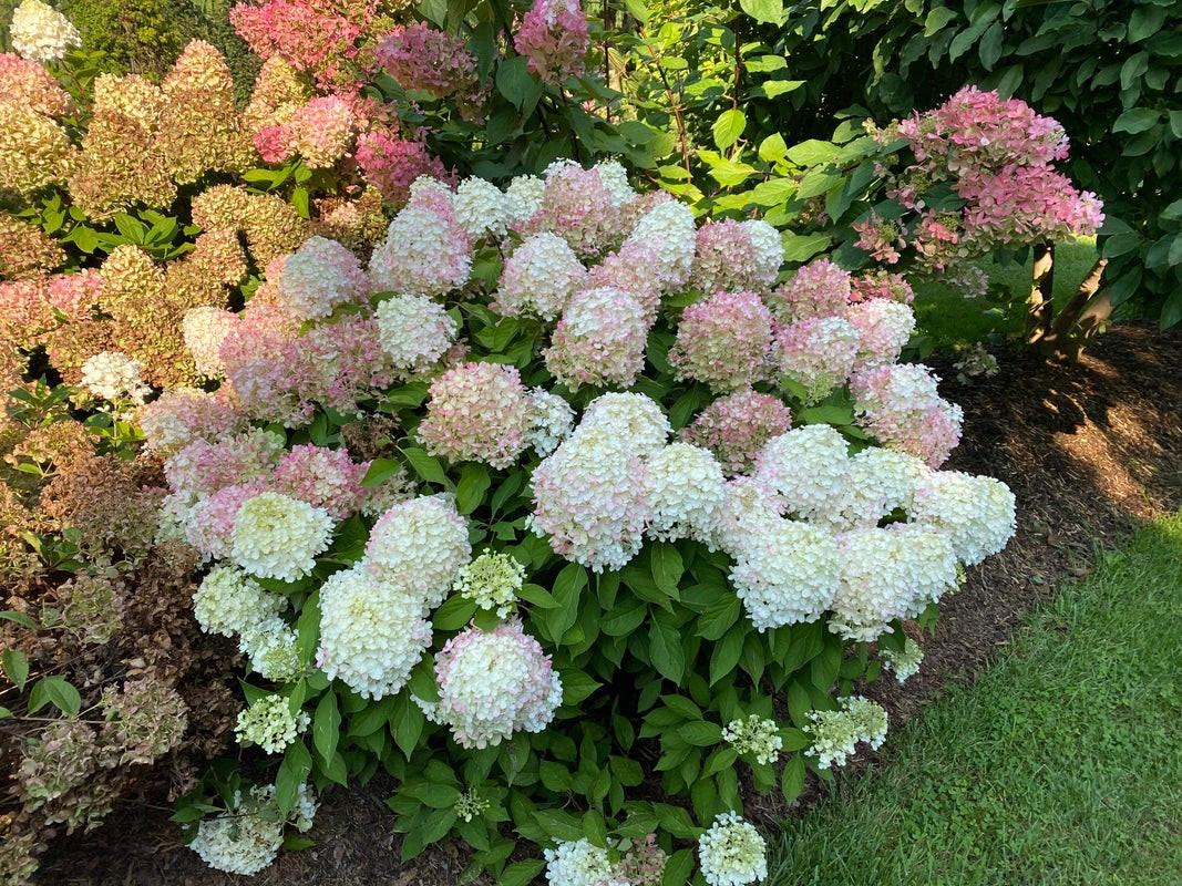 Hydrangea Paniculata 'firelight Tidbit' - View 13 from www redcrocus com