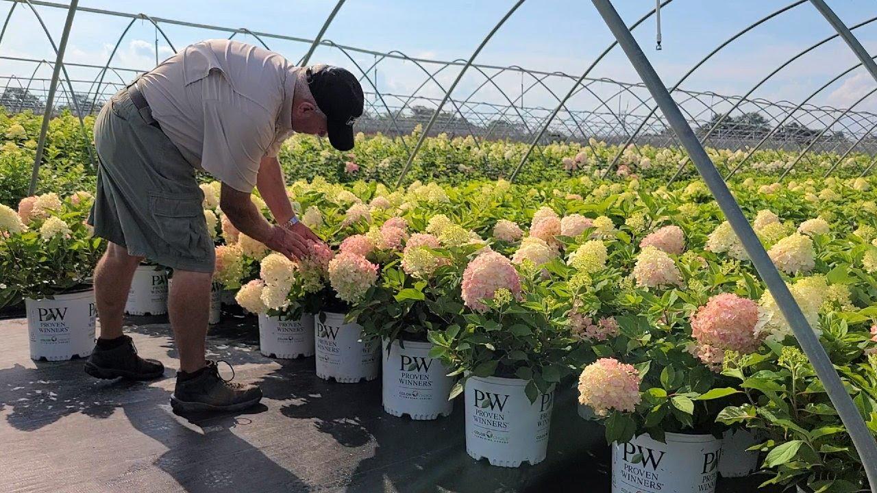 Hydrangea Paniculata 'firelight Tidbit' - View 19 from www redcrocus com