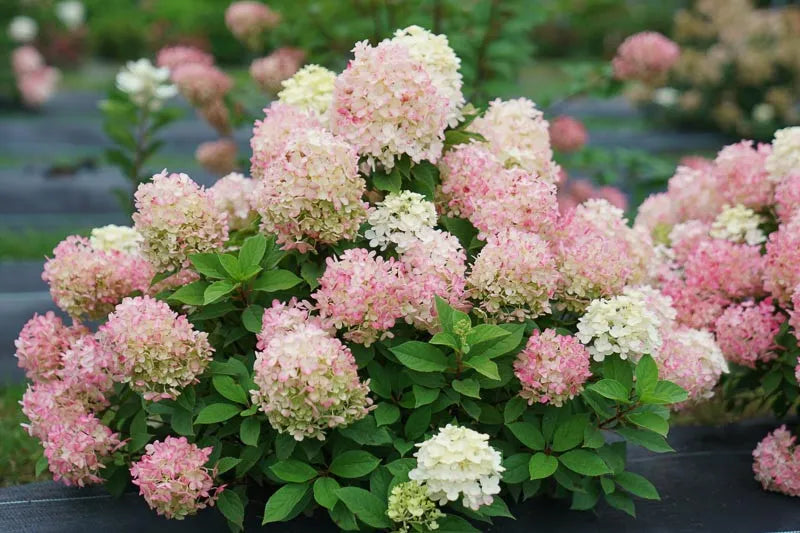 Hydrangea Paniculata 'firelight Tidbit' - View 2 from www redcrocus com
