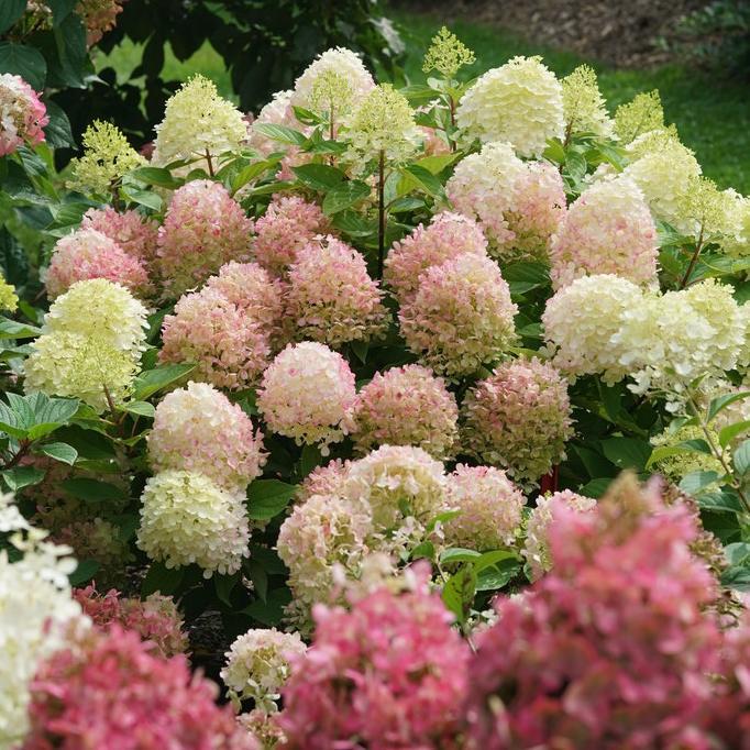 Hydrangea Paniculata 'firelight Tidbit' - View 34 from www redcrocus com