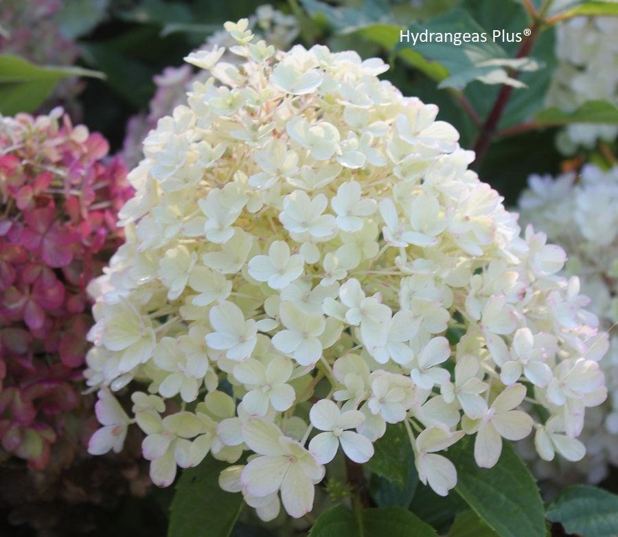 Hydrangea Paniculata 'firelight Tidbit' - View 36 from www redcrocus com