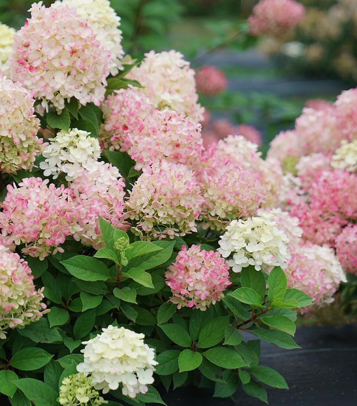 Hydrangea Paniculata 'firelight Tidbit' - View 37 from www redcrocus com