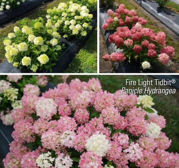 Hydrangea Paniculata 'firelight Tidbit' - View 4 from www redcrocus com