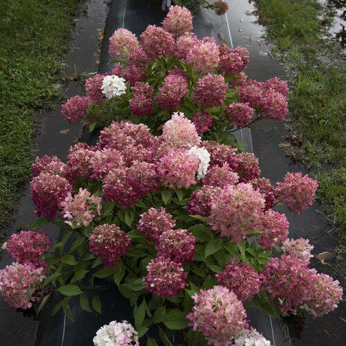 Hydrangea Paniculata 'firelight Tidbit' - View 7 from www redcrocus com