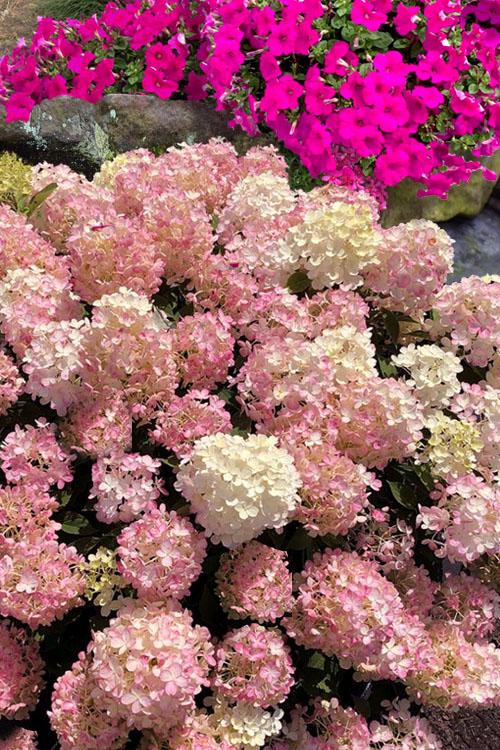 Hydrangea Paniculata 'firelight Tidbit' - View 9 from www redcrocus com