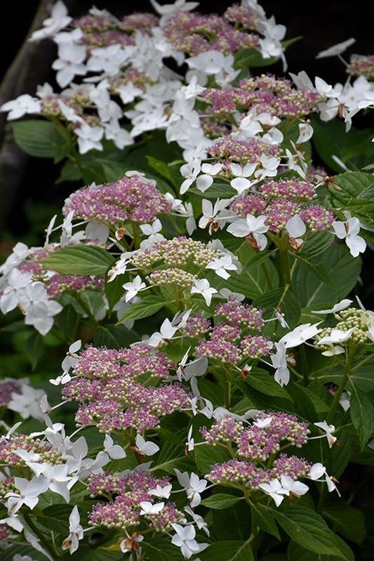 Hydrangea Macrophylla Lanarth White - View 10 from www redcrocus com