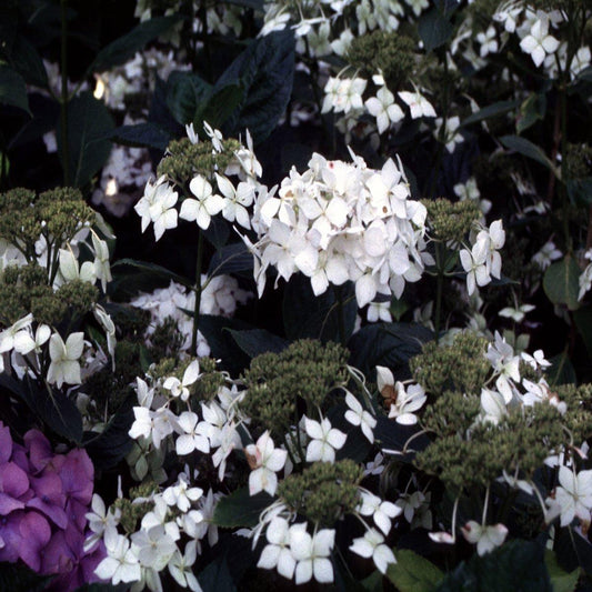 Hydrangea Macrophylla Lanarth White - View 12 from www redcrocus com