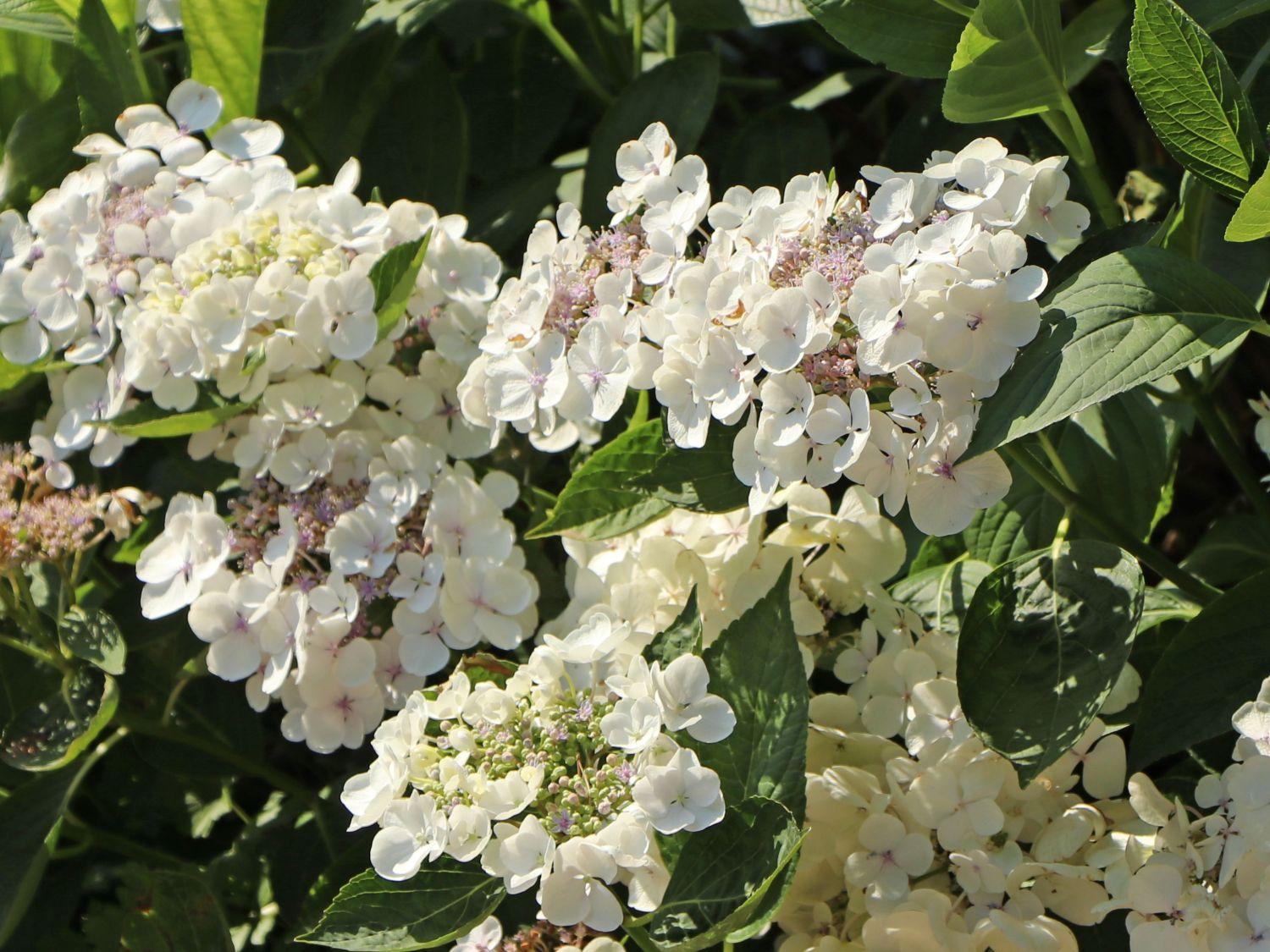 Hydrangea Macrophylla Lanarth White - View 15 from www redcrocus com