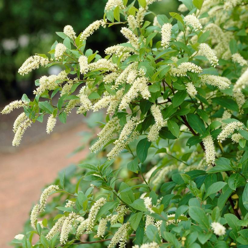 Itea Virginica - View 11 from www redcrocus com