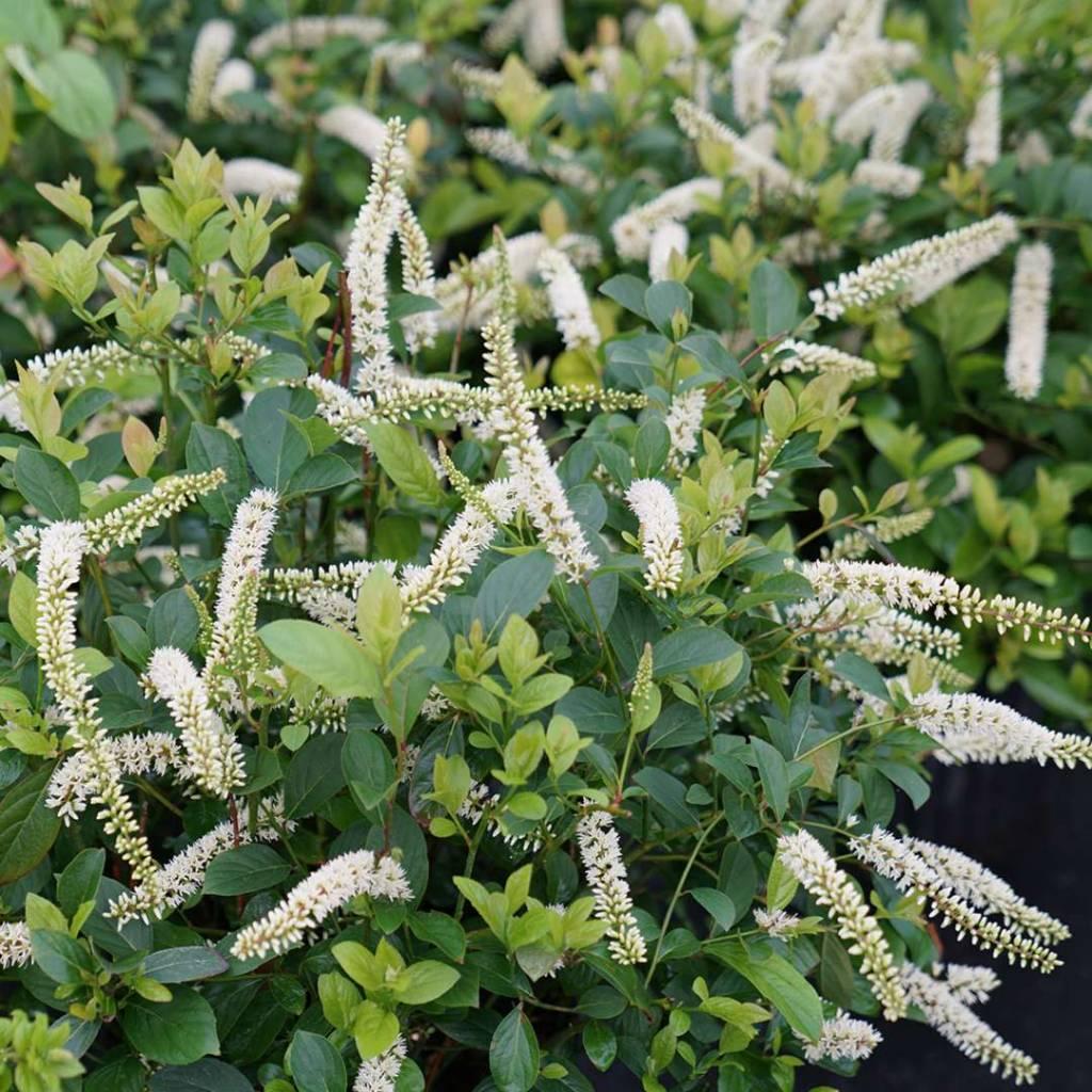 Itea Virginica - View 13 from www redcrocus com