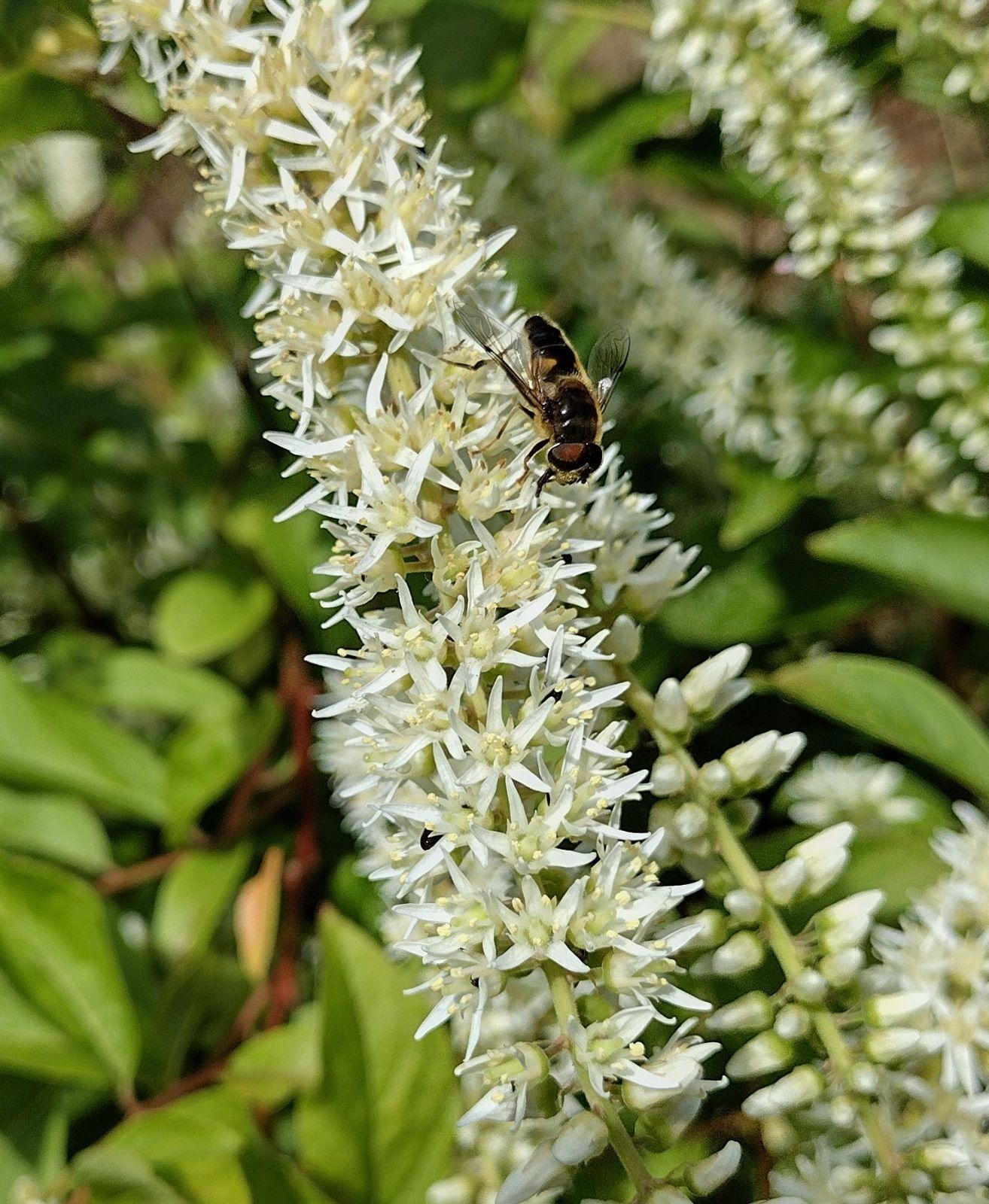 Itea Virginica - View 16 from www redcrocus com