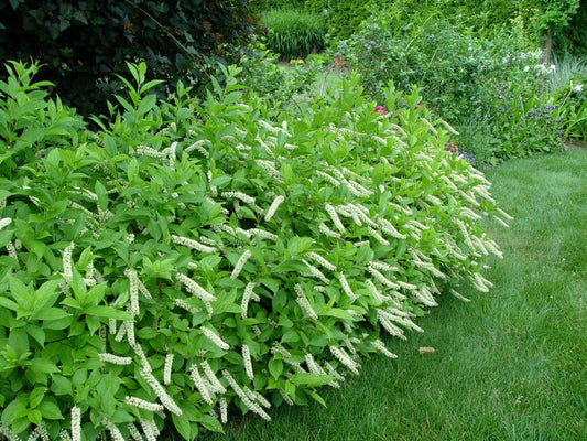 Itea Virginica - View 1 from www redcrocus com