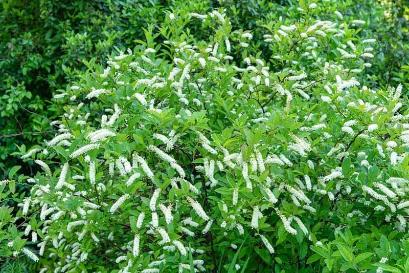 Itea Virginica - View 2 from www redcrocus com