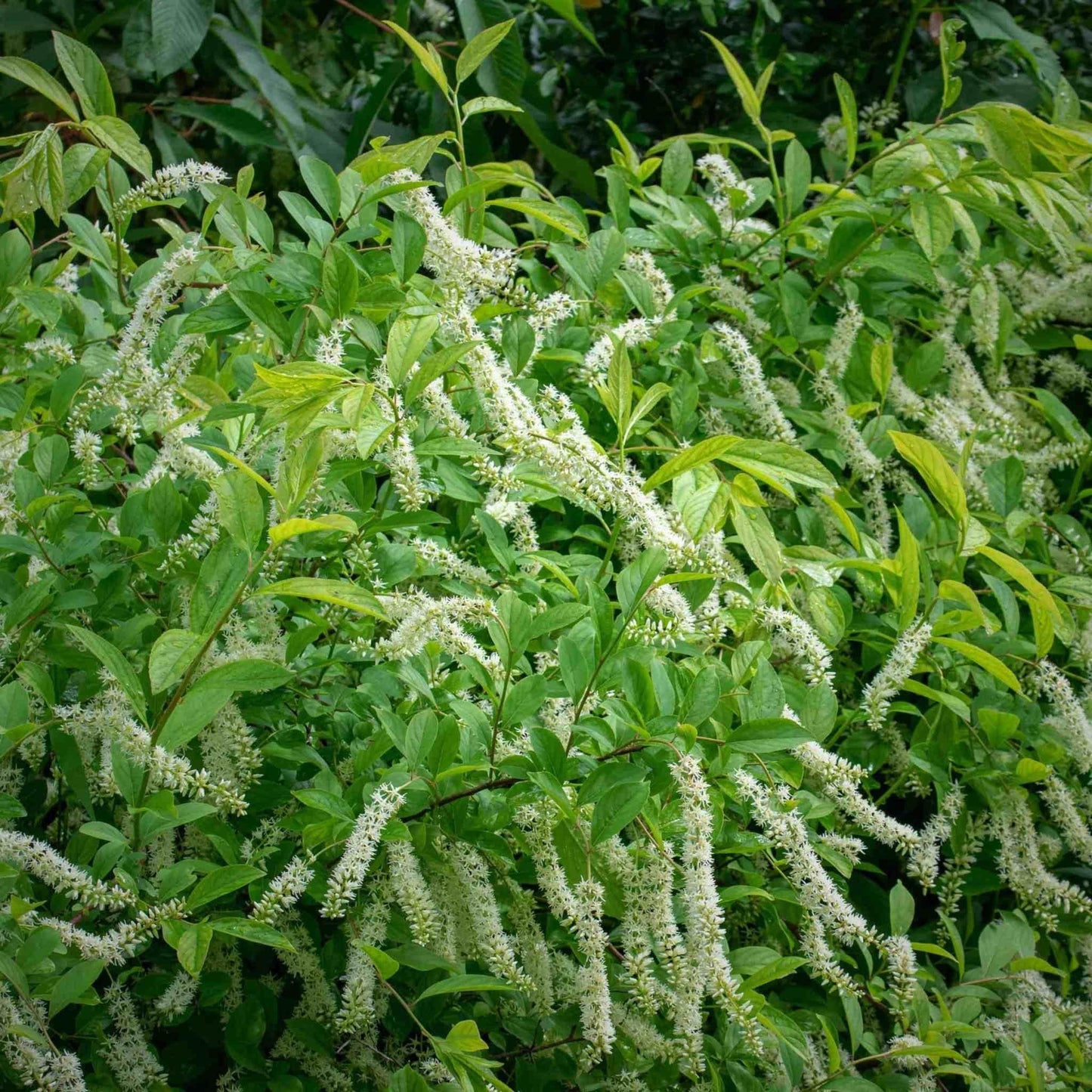 Itea Virginica - View 3 from www redcrocus com