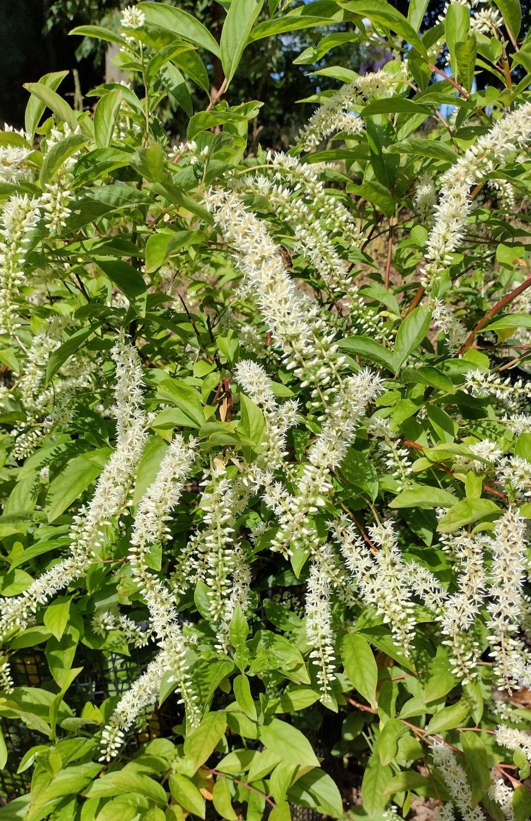 Itea Virginica - View 5 from www redcrocus com