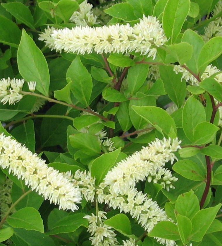 Itea Virginica - View 6 from www redcrocus com