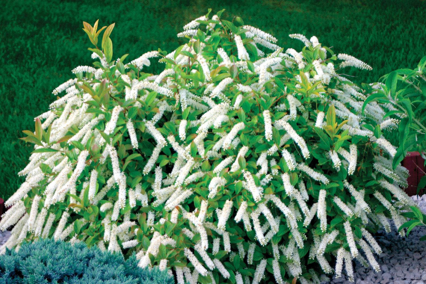Itea Virginica - View 9 from www redcrocus com