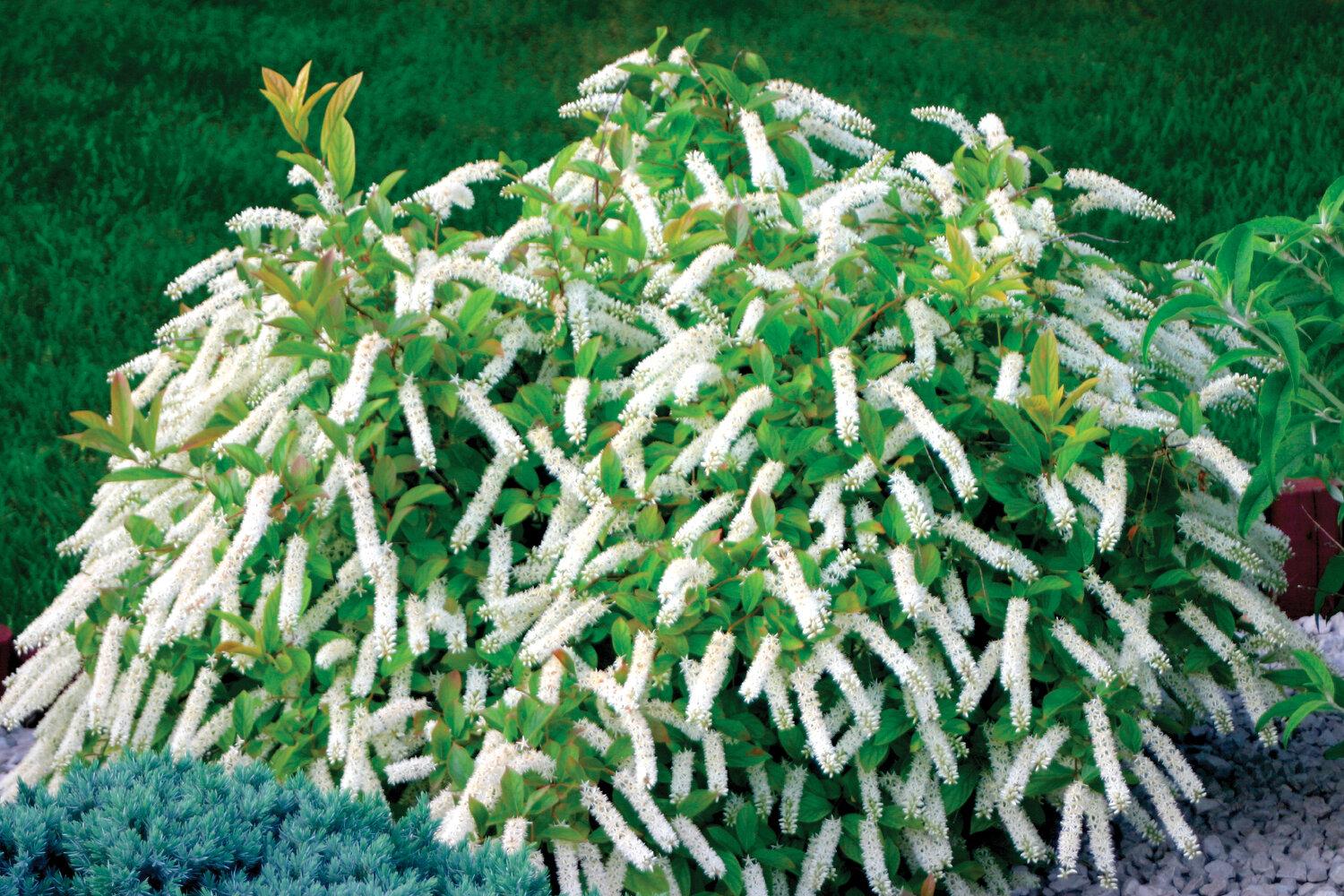 Itea Virginica - View 9 from www redcrocus com