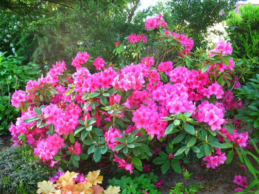 Rhododendron Anna Rose Whitney - View 1 from www redcrocus com