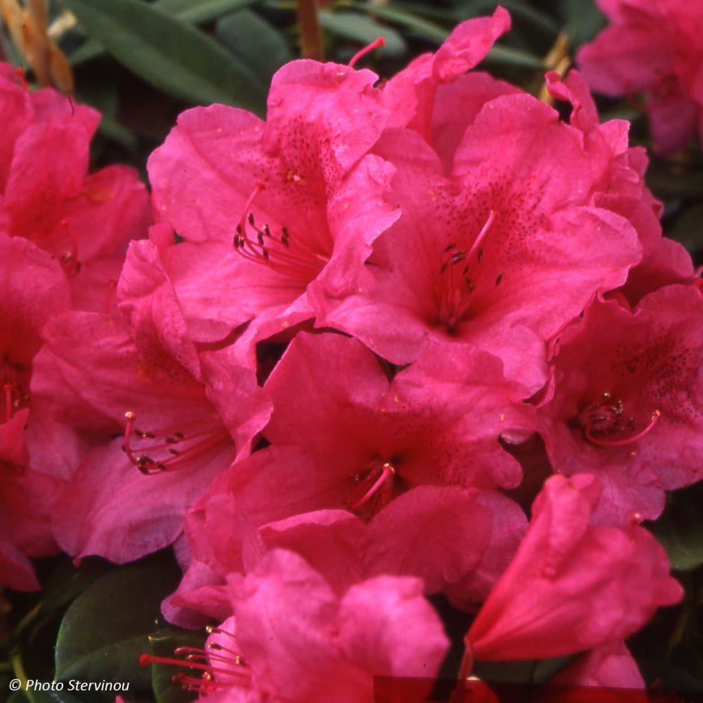 Rhododendron Anna Rose Whitney - View 3 from www redcrocus com