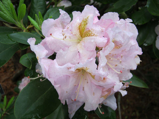 Rhododendron Janet Blair - View 13 from www redcrocus com
