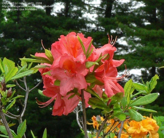 Azalea Mt  St  Helens - View 10 from www redcrocus com
