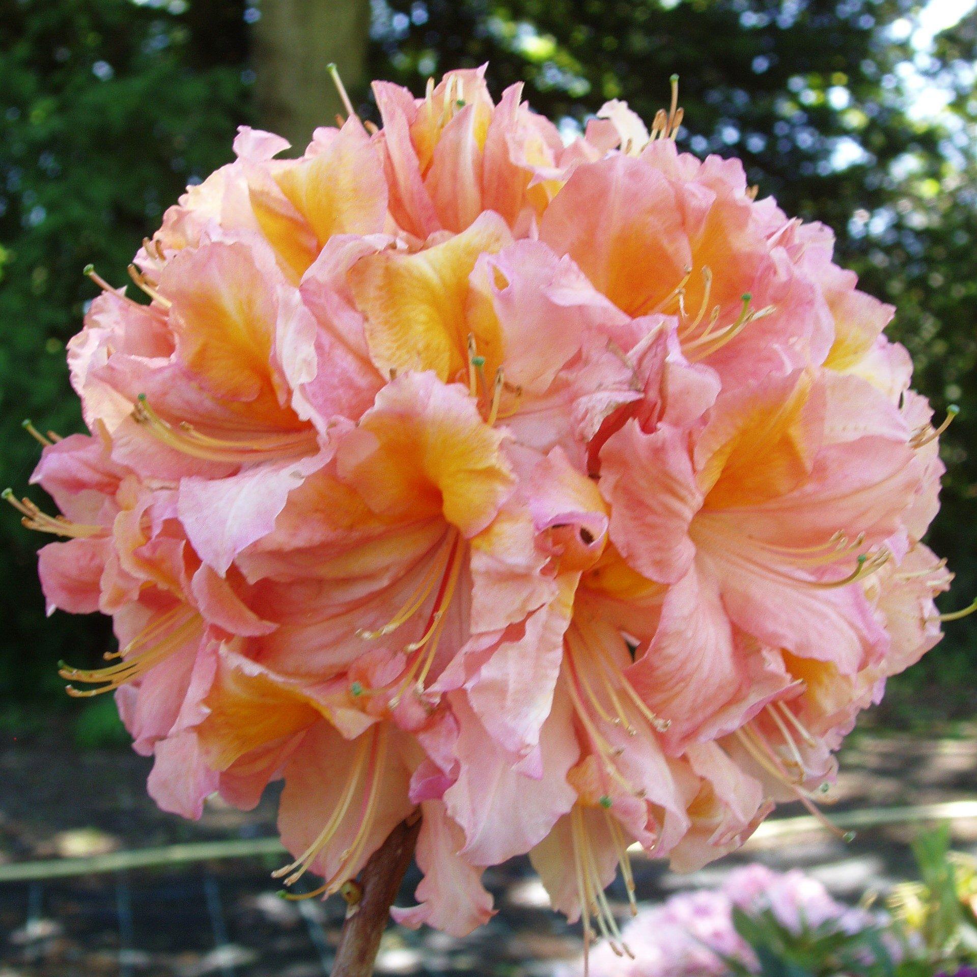 Azalea Mt  St  Helens - View 10 from www redcrocus com