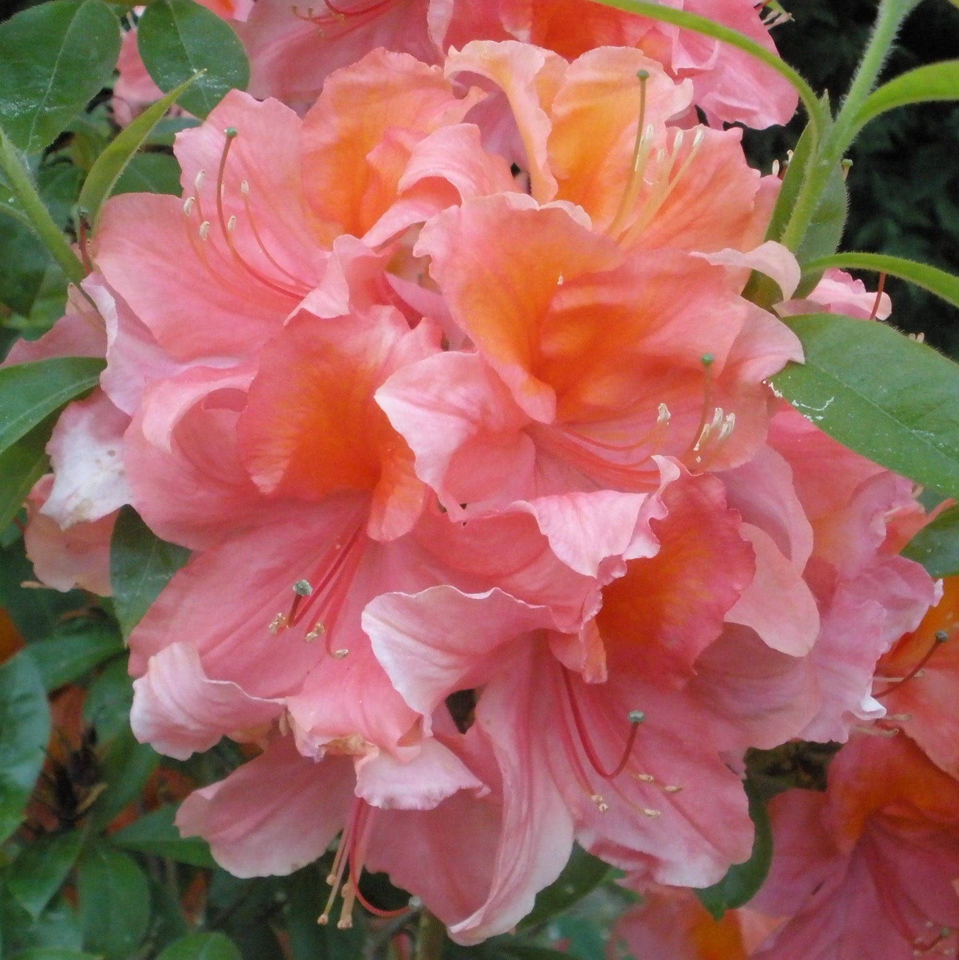 Azalea Mt  St  Helens - View 12 from www redcrocus com