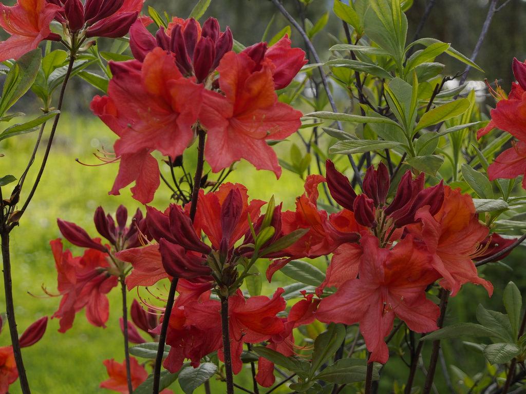 Azalea Mt  St  Helens - View 13 from www redcrocus com